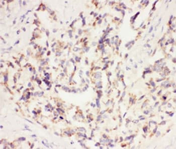 VEGF Antibody (aa27-191)