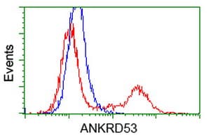 Monoclonal Mouse anti-Human ANKRD53 Antibody (clone OTI2F3, IF, WB)