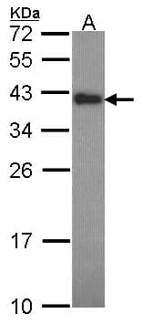 CIAPIN1 / Anamorsin Antibody (aa72-297)