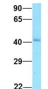 GNA11 Antibody (aa193-242)