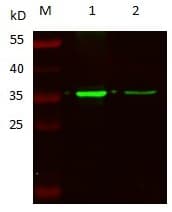 F3 / CD142 / Tissue factor Antibody (clone 2G12-D7-E4-G10, Preservative Free)