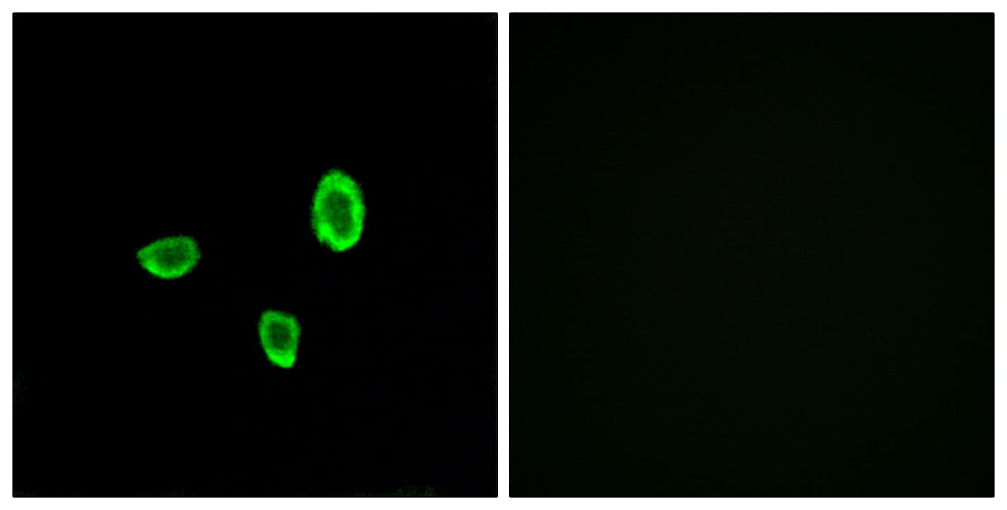 OR10G7 Antibody (aa234-283)