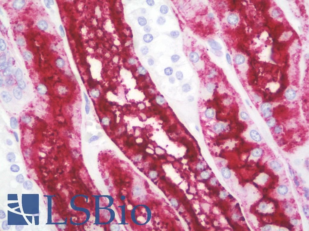 IHC-plus™ Renal Dipeptidase / DPEP1 Antibody (aa1-30)