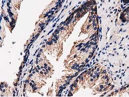 FAM40A Antibody (clone OTI7B8)