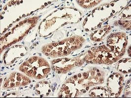 Monoclonal Mouse anti-Human RBBP7 / RbAp46 Antibody (clone OTI5A4, IHC, WB)