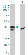 TCF19 / TCF-19 Antibody (clone 6D8)
