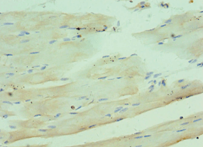 Complement C1QB Antibody (aa104-253)