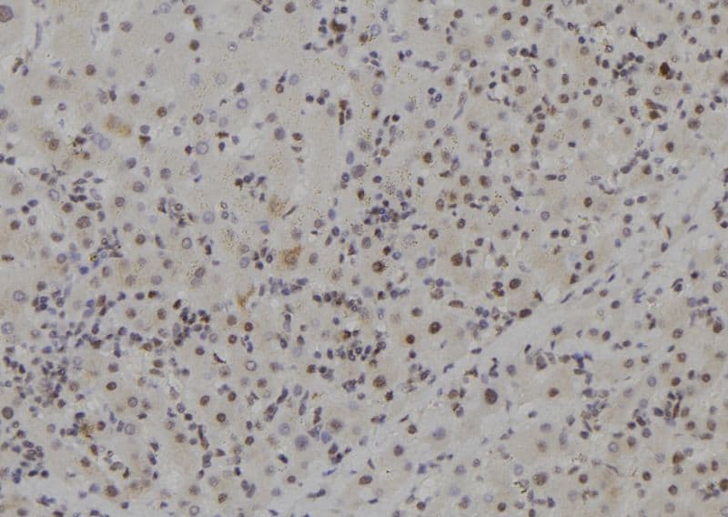 MCM9 Antibody