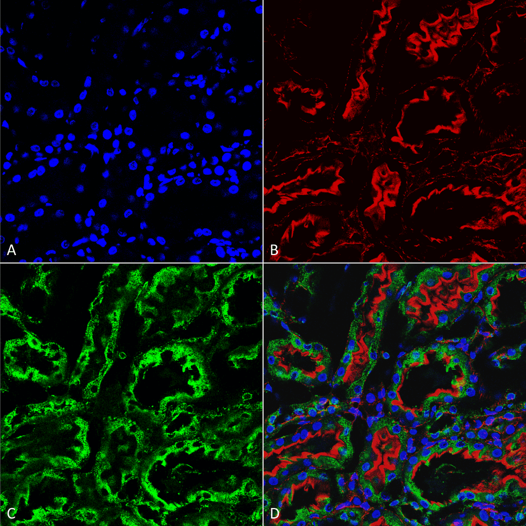 KDEL Tetrapeptide Antibody (clone 2C1, APC)