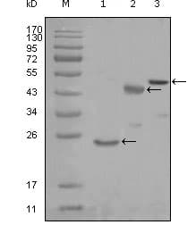 IHC-plus™ KARS Antibody (clone 8G12C1)