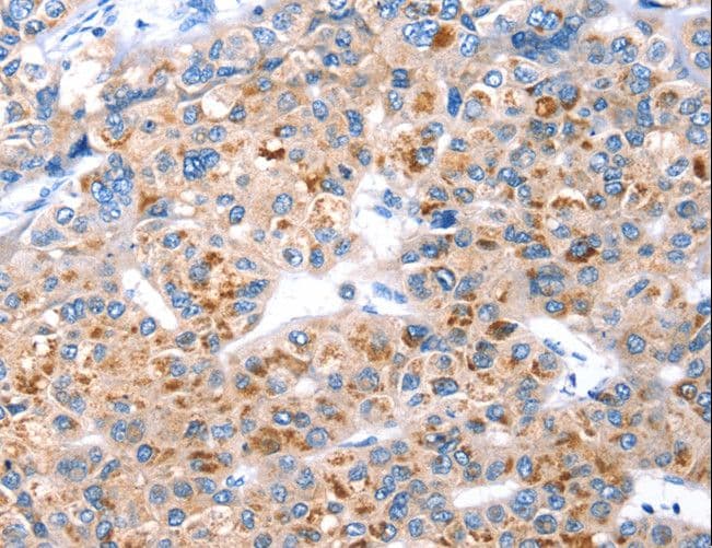 GFRA3 Antibody