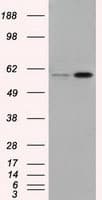 LIPG / Endothelial Lipase Antibody (clone OTI4A8)
