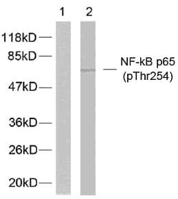 RELA / NFKB p65 Antibody (phospho-Thr254)