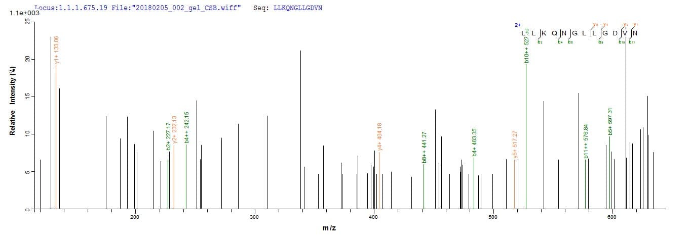 Mouse HVCN1 / HV1 Protein (Recombinant 10His, N-terminus)