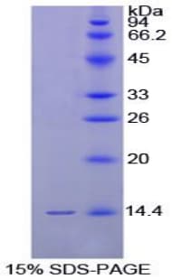 Chicken GNRH Protein (Recombinant His-S)