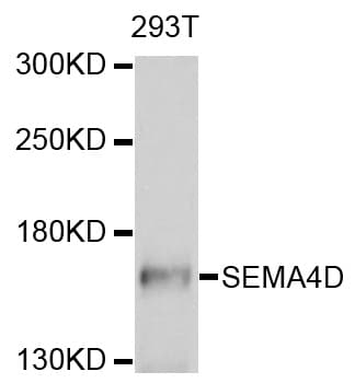 Polyclonal Rabbit anti-Human SEMA4D / Semaphorin 4D / CD100 Antibody (WB)
