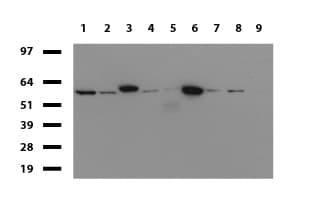 Monoclonal Mouse anti-Human PDCD1 / CD279 / PD-1 Antibody (clone UMAB198, Carrier-free, IHC, IF, WB)