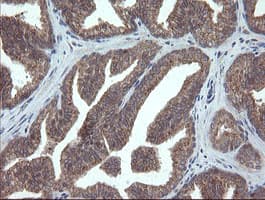 VBP1 Antibody (clone OTI1D1)