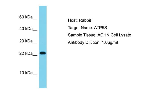 ATP5S Antibody (aa71-120)