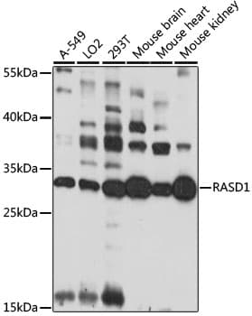 Polyclonal Rabbit anti-Human Dexras1 / RASD1 Antibody (WB)