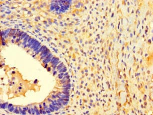 Polyclonal Rabbit anti-Human MRPL50 Antibody