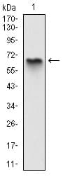 IHC-plus™ MBP Antibody (clone 2H9)