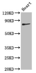 C10orf2 / PEO1 Antibody