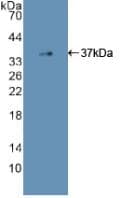 EGFR Antibody (aa713-984)