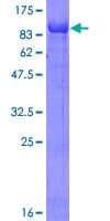 Human OSBPL6 Protein (Recombinant GST)