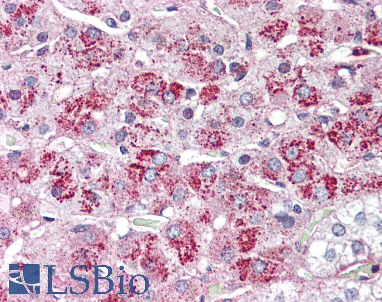 IHC-plus™ NTSR2 / NTR2 Antibody (Internal)