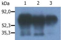 Monoclonal Mouse anti-Bovine PAG1 Antibody (clone PAG-C1, IHC, WB)