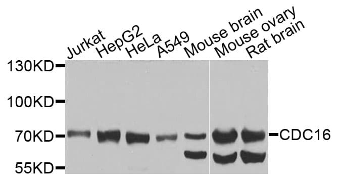 APC6 / CDC16 Antibody