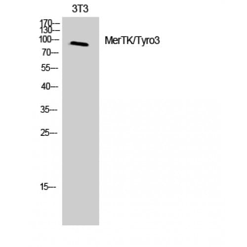 MERTK + TYRO3 Antibody (690-770 aa)