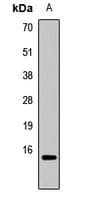 Polyclonal Rabbit anti-Human HIST3H3 Antibody (IF, WB)