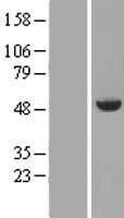 Human ANXA7 / Annexin VII / SNX Protein (Over-Expression Lysate Myc-DDK (Flag))