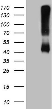 ADH5 Antibody (aa1-266, clone OTI5G4)