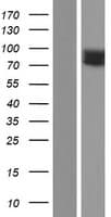 IL17RC Protein (Over-Expression Lysate Myc-DDK (Flag))