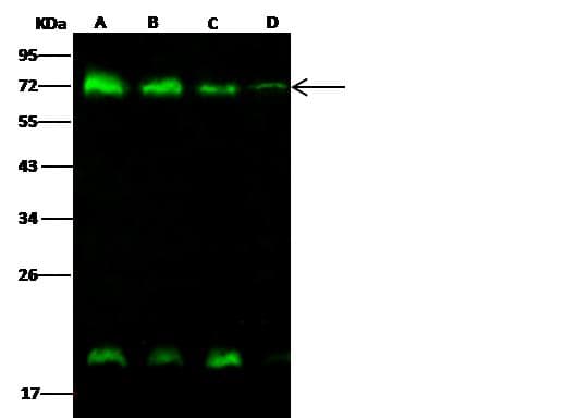 METAP2 Antibody (Preservative Free)