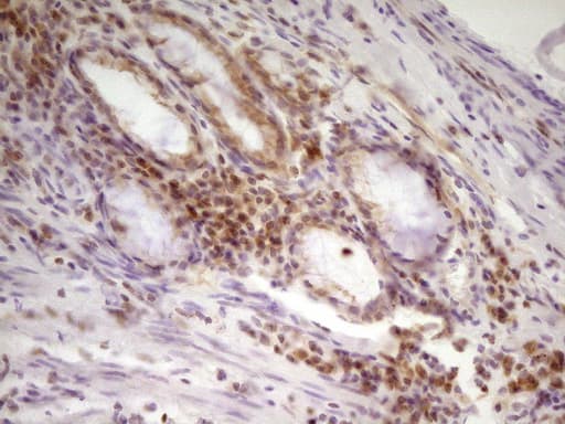 SP110 Antibody (aa232-521, clone OTI2A1)