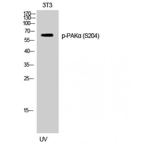 PAK1 Antibody (140-220 aa)