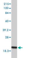 POLR2H / RPB8 Antibody (clone 3G6-1A4)
