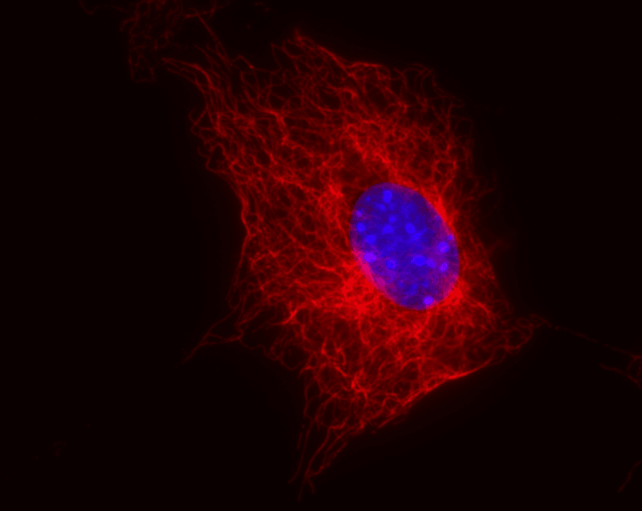 IHC-plus™ Monoclonal Mouse anti-Pig TUBB / Beta Tubulin Antibody (clone TU-06, IHC, WB)