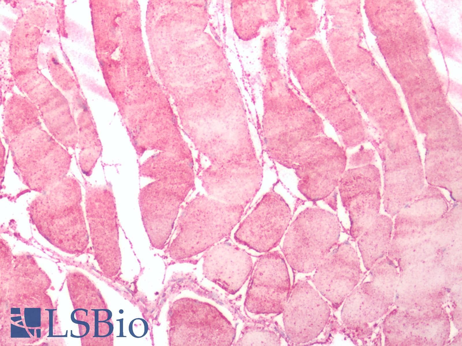 IHC-plus™ Polyclonal Rabbit anti-Human NMUR2 Antibody (N-Terminus, IHC)