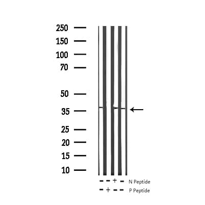 CRK Antibody (phospho-Tyr221)
