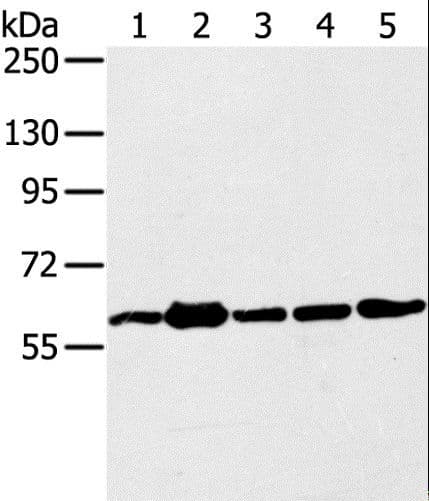 TRIM45 Antibody
