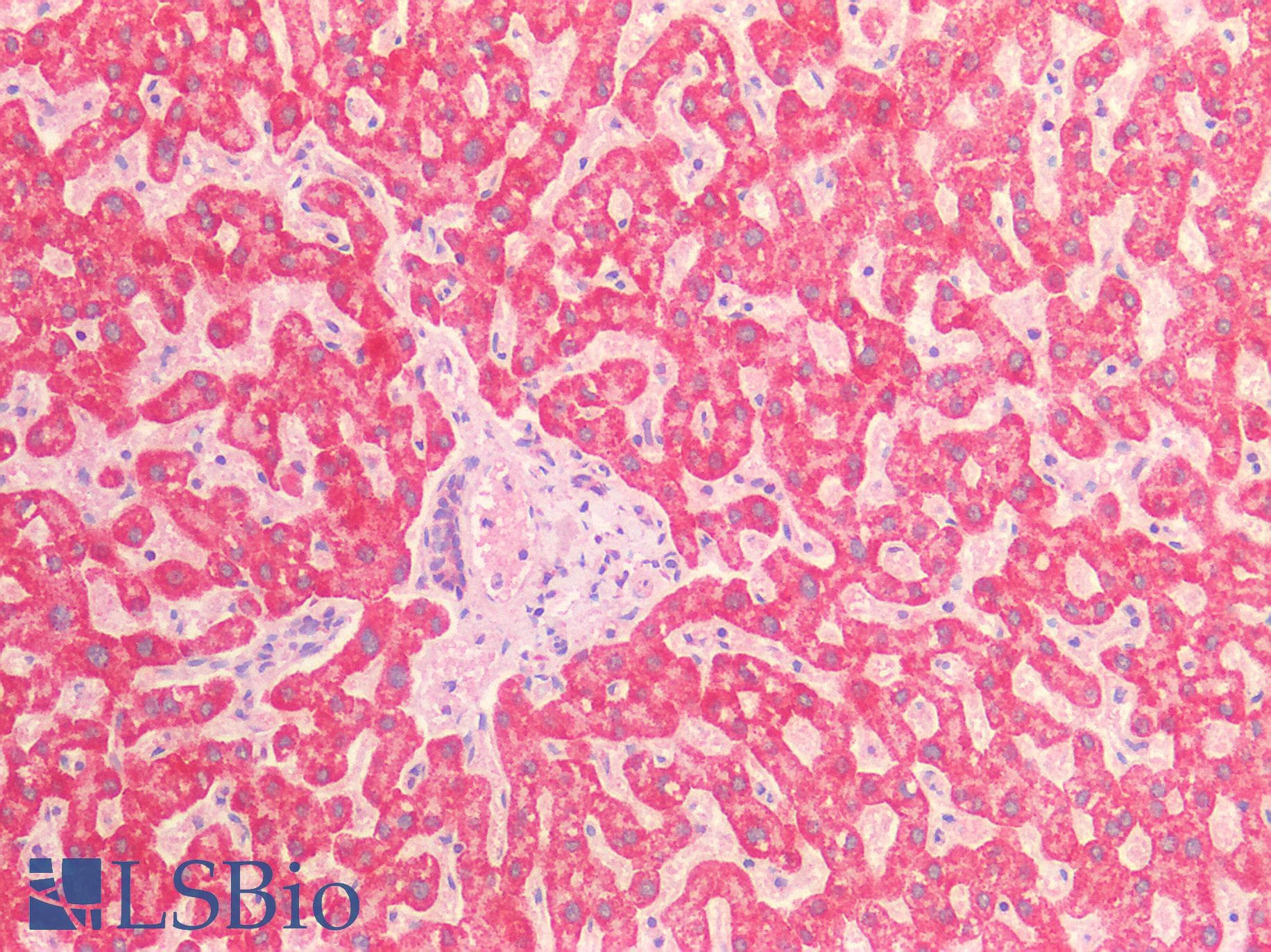 IHC-plus™ AIFM1 / AIF / PDCD8 Antibody