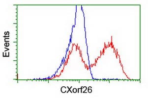 CXorf26 Antibody (clone OTI1F3)
