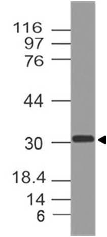 MYOG / Myogenin Antibody