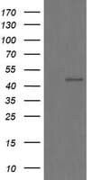 CHGA / Chromogranin A Antibody (clone OTI1B8)