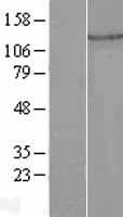 PLEKHA7 Protein (Over-Expression Lysate Myc-DDK (Flag))